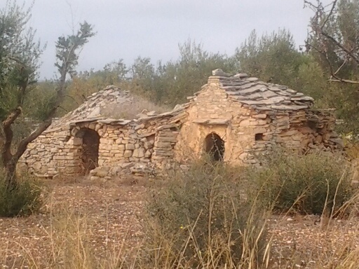 Italie - Vers Ruvo di Publia abris dans champ olivier